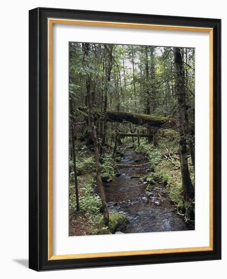 Stream Flowing Through the Woods-null-Framed Photographic Print