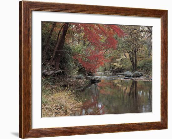 Stream Flowing Through the Woods-null-Framed Photographic Print