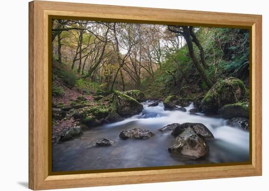 Stream Flowing Through Woodland in England-Clive Nolan-Framed Premier Image Canvas