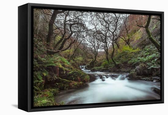 Stream Flowing Through Woodland in England-Clive Nolan-Framed Premier Image Canvas