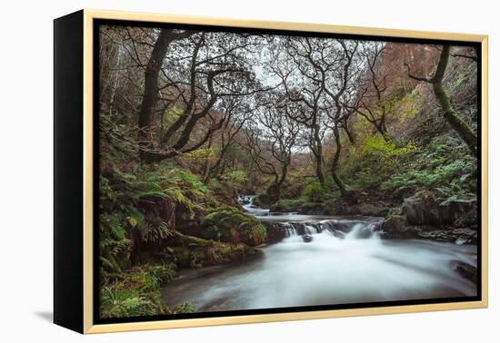 Stream Flowing Through Woodland in England-Clive Nolan-Framed Premier Image Canvas