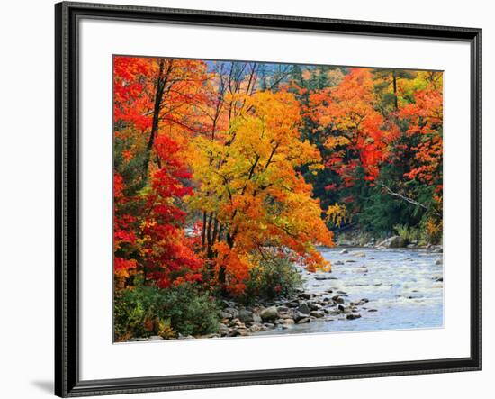 Stream in Autumn Woods-null-Framed Art Print