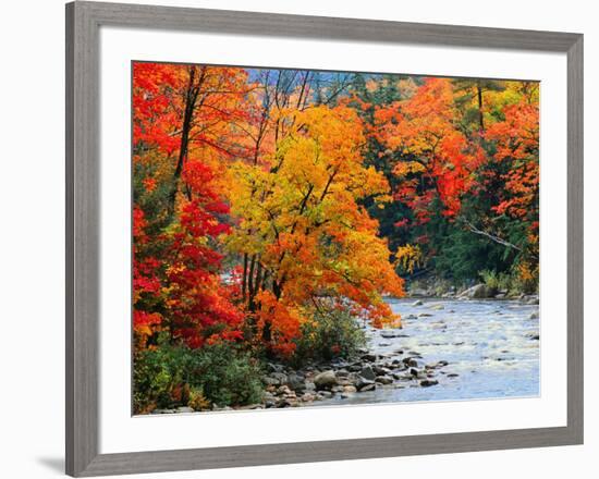 Stream in Autumn Woods-null-Framed Art Print