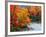 Stream in Autumn Woods-null-Framed Art Print