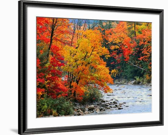 Stream in Autumn Woods-null-Framed Art Print