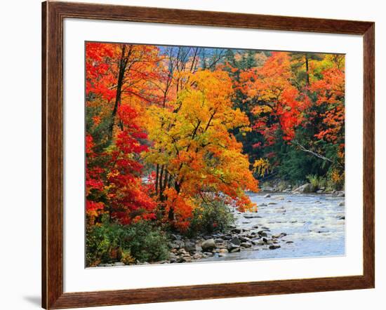 Stream in Autumn Woods-null-Framed Art Print