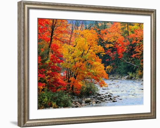 Stream in Autumn Woods-null-Framed Art Print