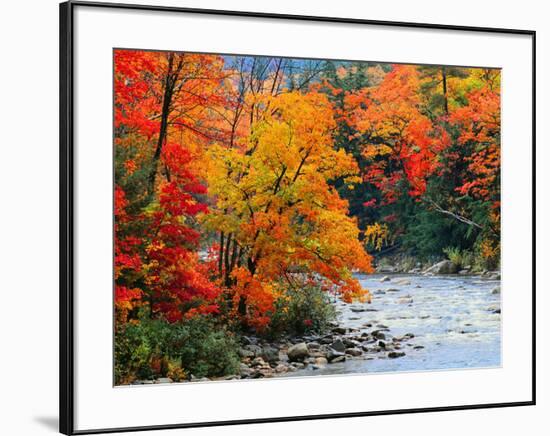 Stream in Autumn Woods-null-Framed Art Print