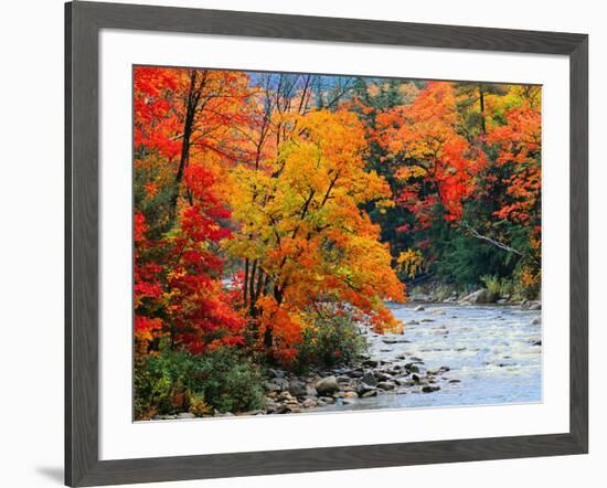 Stream in Autumn Woods--Framed Art Print