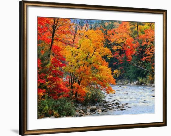 Stream in Autumn Woods--Framed Art Print