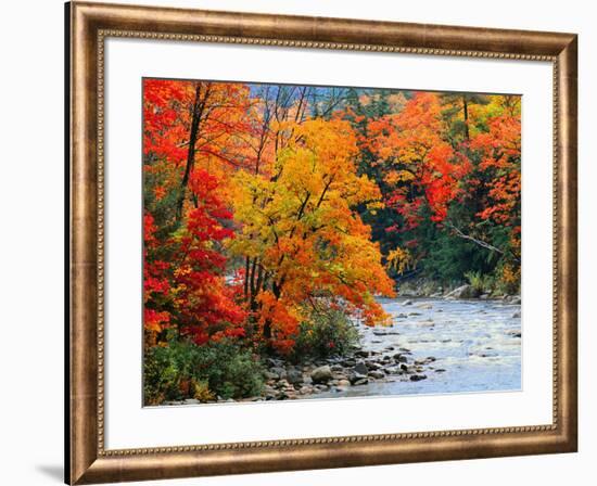 Stream in Autumn Woods-null-Framed Art Print