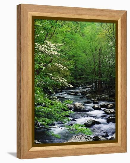 Stream in Lush Forest-Ron Watts-Framed Premier Image Canvas