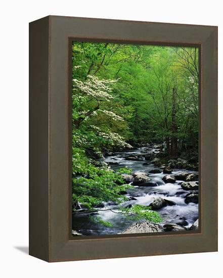 Stream in Lush Forest-Ron Watts-Framed Premier Image Canvas