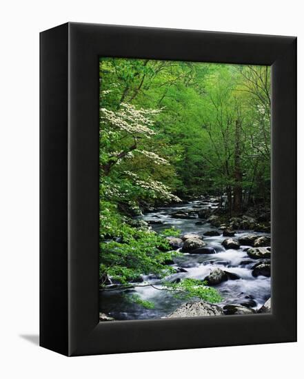 Stream in Lush Forest-Ron Watts-Framed Premier Image Canvas