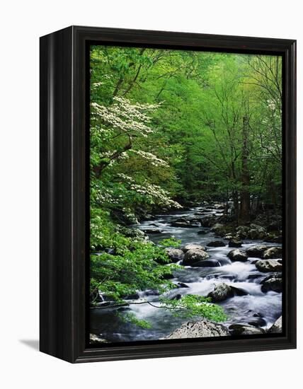 Stream in Lush Forest-Ron Watts-Framed Premier Image Canvas