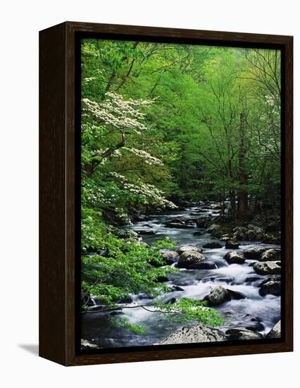 Stream in Lush Forest-Ron Watts-Framed Premier Image Canvas