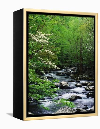 Stream in Lush Forest-Ron Watts-Framed Premier Image Canvas