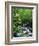 Stream in Lush Forest-Ron Watts-Framed Premium Photographic Print