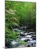 Stream in Lush Forest-Ron Watts-Mounted Photographic Print