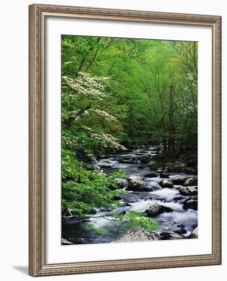 Stream in Lush Forest-Ron Watts-Framed Photographic Print