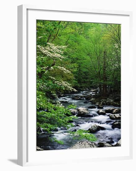 Stream in Lush Forest-Ron Watts-Framed Photographic Print