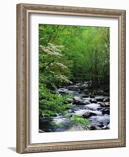 Stream in Lush Forest-Ron Watts-Framed Photographic Print