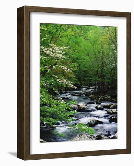 Stream in Lush Forest-Ron Watts-Framed Photographic Print