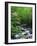 Stream in Lush Forest-Ron Watts-Framed Photographic Print