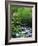 Stream in Lush Forest-Ron Watts-Framed Photographic Print