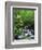 Stream in Lush Forest-Ron Watts-Framed Photographic Print