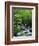 Stream in Lush Forest-Ron Watts-Framed Photographic Print