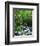 Stream in Lush Forest-Ron Watts-Framed Photographic Print