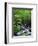 Stream in Lush Forest-Ron Watts-Framed Photographic Print