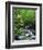 Stream in Lush Forest-Ron Watts-Framed Photographic Print