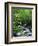 Stream in Lush Forest-Ron Watts-Framed Photographic Print