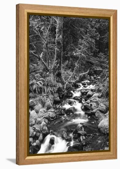 Stream in Rainforest, Olympic National Park, Washington State, USA-Paul Souders-Framed Premier Image Canvas