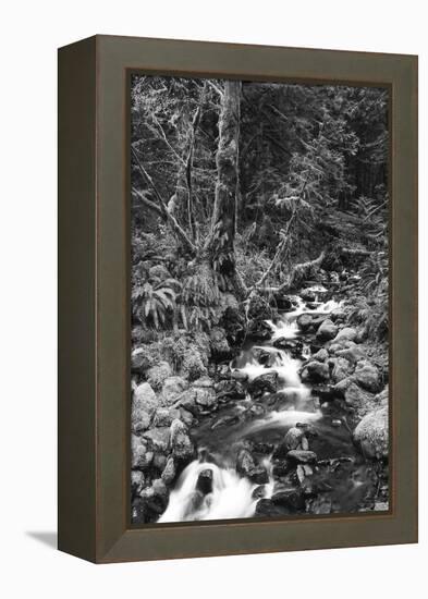Stream in Rainforest, Olympic National Park, Washington State, USA-Paul Souders-Framed Premier Image Canvas