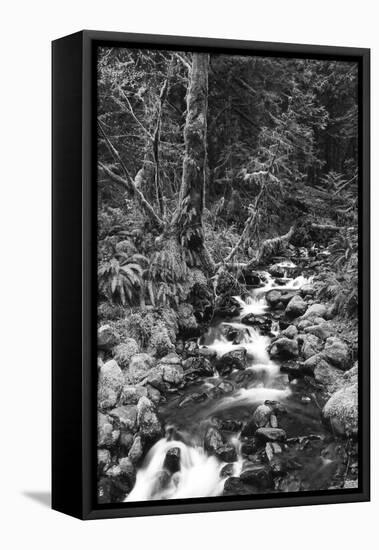 Stream in Rainforest, Olympic National Park, Washington State, USA-Paul Souders-Framed Premier Image Canvas
