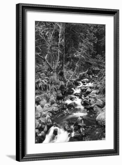 Stream in Rainforest, Olympic National Park, Washington State, USA-Paul Souders-Framed Photographic Print