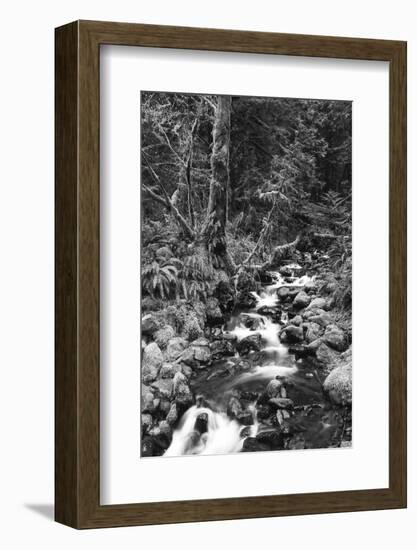 Stream in Rainforest, Olympic National Park, Washington State, USA-Paul Souders-Framed Photographic Print