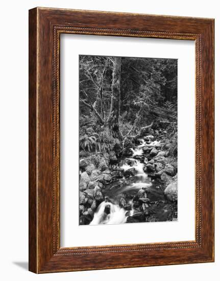 Stream in Rainforest, Olympic National Park, Washington State, USA-Paul Souders-Framed Photographic Print