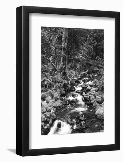 Stream in Rainforest, Olympic National Park, Washington State, USA-Paul Souders-Framed Photographic Print