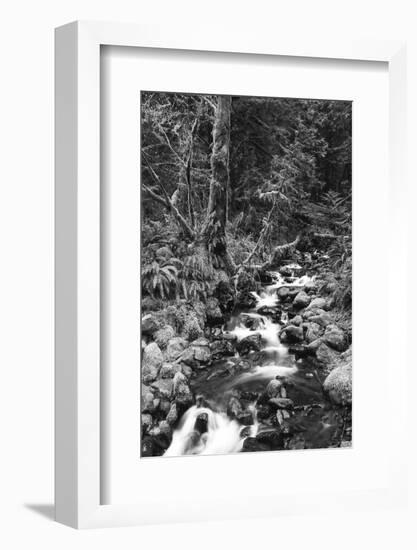 Stream in Rainforest, Olympic National Park, Washington State, USA-Paul Souders-Framed Photographic Print