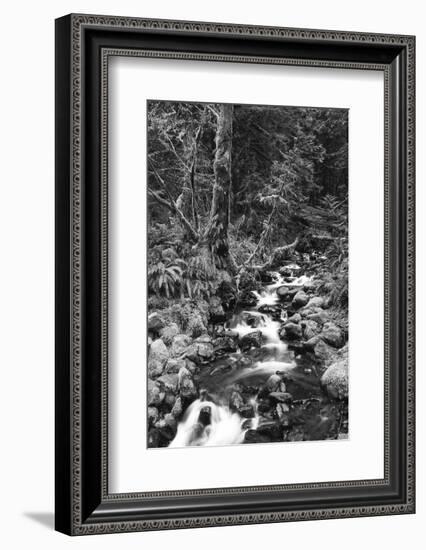 Stream in Rainforest, Olympic National Park, Washington State, USA-Paul Souders-Framed Photographic Print