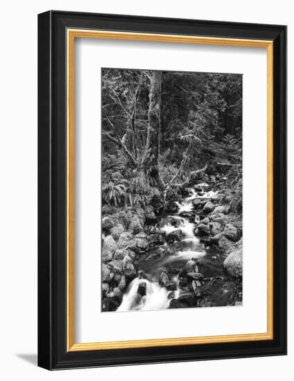 Stream in Rainforest, Olympic National Park, Washington State, USA-Paul Souders-Framed Photographic Print