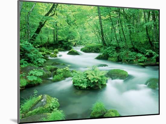 Stream in the Forest-null-Mounted Photographic Print