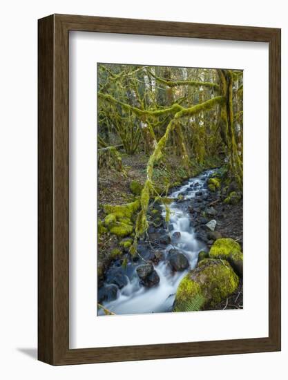 Stream in the rainforest near Alice Lake Provincial Park. Squamish, British Columbia, Canada.-Kristin Piljay-Framed Photographic Print