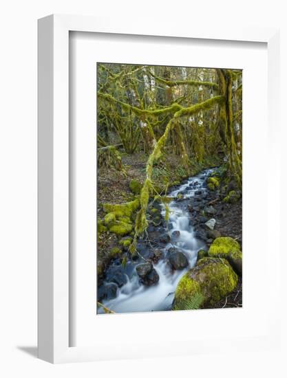 Stream in the rainforest near Alice Lake Provincial Park. Squamish, British Columbia, Canada.-Kristin Piljay-Framed Photographic Print