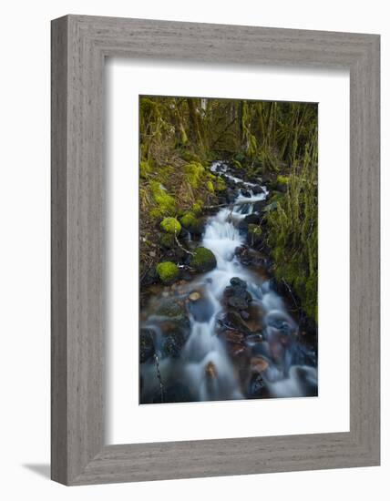 Stream in the rainforest near Alice Lake Provincial Park, Squamish, British Columbia, Canada-Kristin Piljay-Framed Photographic Print