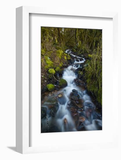 Stream in the rainforest near Alice Lake Provincial Park, Squamish, British Columbia, Canada-Kristin Piljay-Framed Photographic Print